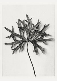 Karl Blossfeldt Plant Photogravure Nr 103 – Schwarz-Weiß Kunstdruck — Ansicht 1