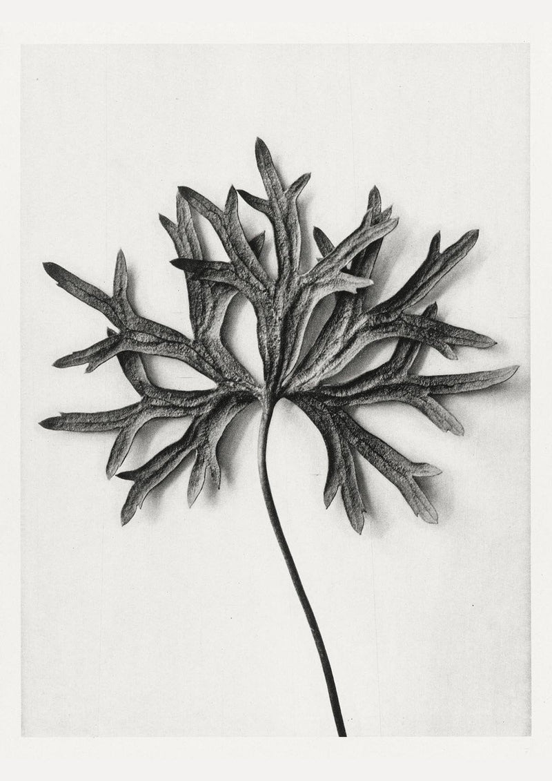 Karl Blossfeldt Plant Photogravure Nr 103 – Schwarz-Weiß Kunstdruck — Patroa Studio