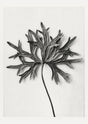 Karl Blossfeldt Plant Photogravure Nr 103 – Schwarz-Weiß Kunstdruck