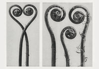 Karl Blossfeldt Plant Photogravure Nr 105 – Kunstdruck Photogravur — Ansicht 1