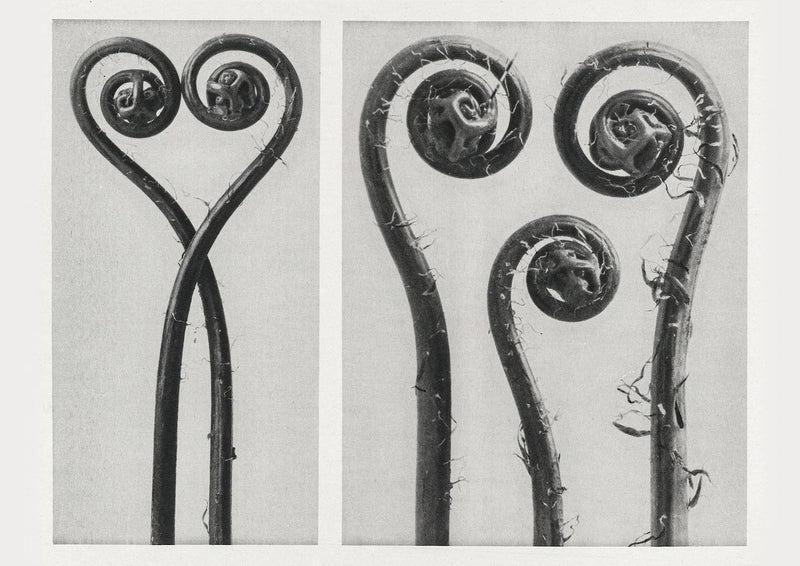 Karl Blossfeldt Plant Photogravure Nr 105 – Kunstdruck Photogravur — Patroa Studio