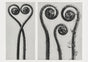 Karl Blossfeldt Plant Photogravure Nr 105 – Kunstdruck Photogravur