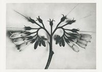 Karl Blossfeldt Plant Photogravure Nr 106 – Kunstdruck — Ansicht 1