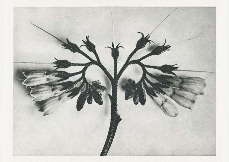 Karl Blossfeldt Plant Photogravure Nr 106 – Kunstdruck — Patroa Studio
