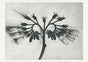 Karl Blossfeldt Plant Photogravure Nr 106 – Kunstdruck