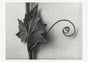 Karl Blossfeldt Plant Photogravure Nr 110 – Kunstdruck Schwarzweiß