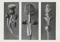 Karl Blossfeldt Plant Photogravure Nr 114 – Kunstdruck — Ansicht 1