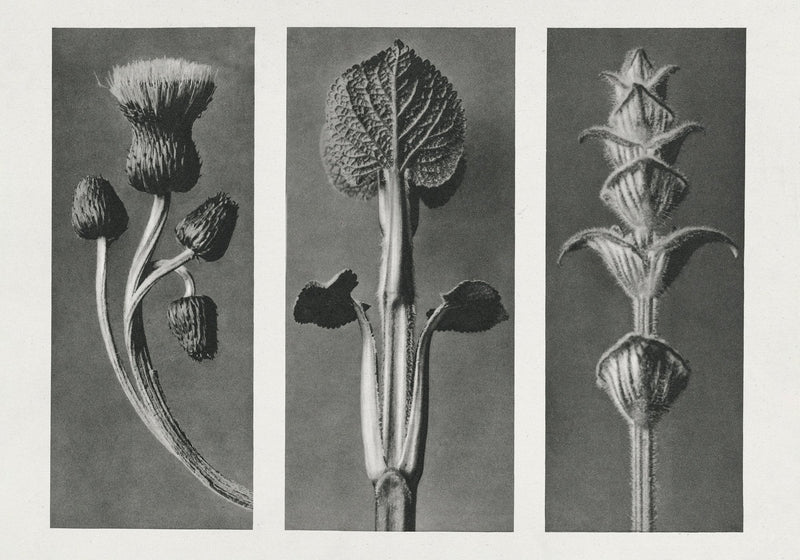 Karl Blossfeldt Plant Photogravure Nr 114 – Kunstdruck — Patroa Studio