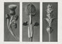 Karl Blossfeldt Plant Photogravure Nr 114 – Kunstdruck