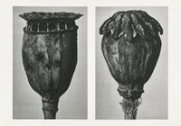 Karl Blossfeldt Plant Photogravure Nr 115 – Kunstdruck Berliner Atelier — Ansicht 1