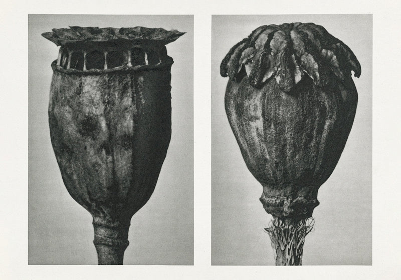 Karl Blossfeldt Plant Photogravure Nr 115 – Kunstdruck Berliner Atelier — Patroa Studio