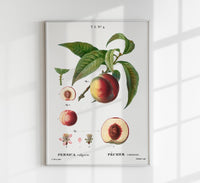 Peach Persica Comum Vintage Poster – Pfirsich Fine Art Canvas — Ansicht 1