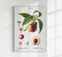 Peach Persica Comum Vintage Poster – Pfirsich Fine Art Canvas