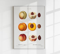 Peach Persica Vulgaris Chart – Botanisch Wandbild Fine Art Canvas — Ansicht 1