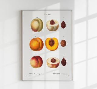 Botanisches Fine-Art-Chart der Pfirsich Persica Vulgaris auf Premium-Canvas. Präzise Illustration für Lernräume und Küchen, rahmenlos in hoher Qualität für flexible Einrichtung.

