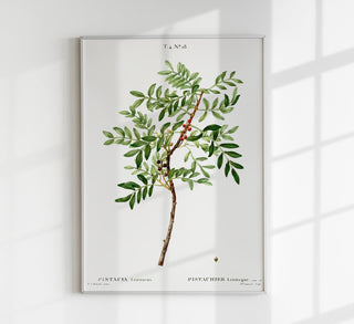 Pistazien-Pflanzen-Poster auf Fine-Art-Canvas in Nussgrün: Detaillierte botanische Illustration für natürliche Elegance in Küche oder Esszimmer.
