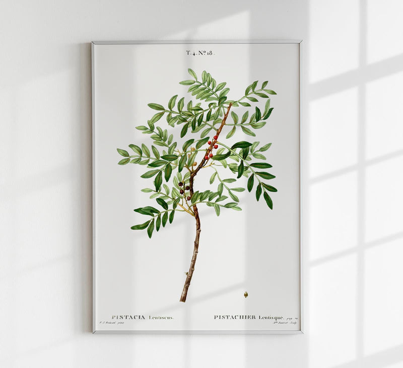 Pistazien-Pflanzen-Poster Fine Art Canvas – Nussgrün botanisches Design — Patroa Studio