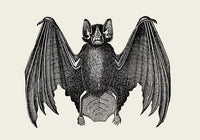 Antique Bat Poster – Vintage Illustration Fine Art Print or Canvas — Ansicht 3