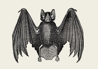 Antique Bat Poster – Vintage Illustration | Fine Art | Canvas