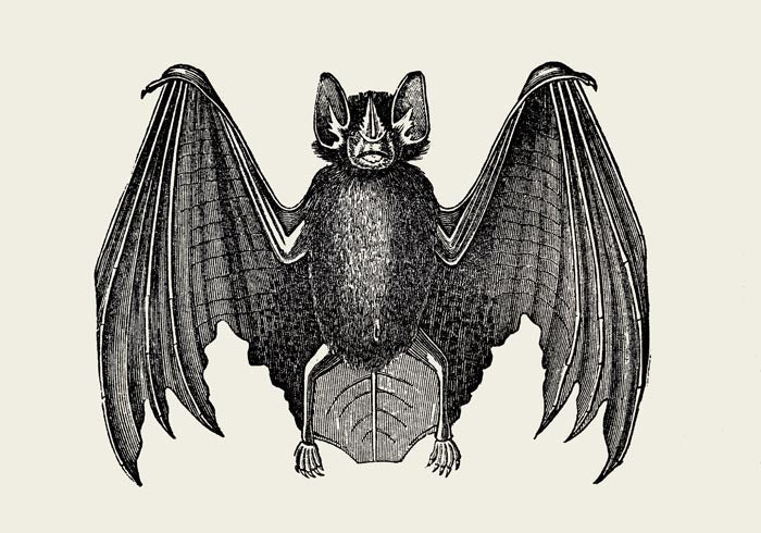 Antique Bat Poster – Vintage Illustration Fine Art Print or Canvas — Ansicht 3