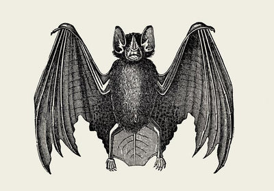 Antique Bat Poster – Vintage Illustration Fine Art Print or Canvas