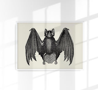 Detailreiche Vintage-Illustration einer Fledermaus im naturkundlichen Stil als Kunstdruck in verschiedenen Größen, ohne Rahmen.
