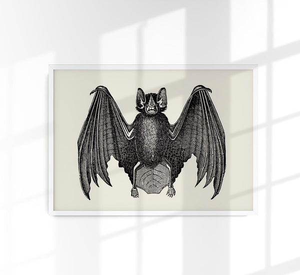 Antique Bat Poster – Vintage Illustration Fine Art Print or Canvas