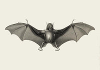 Antique Big Bat Poster – Fine Art Print UV-resistant Studio Print Berlin — Ansicht 3