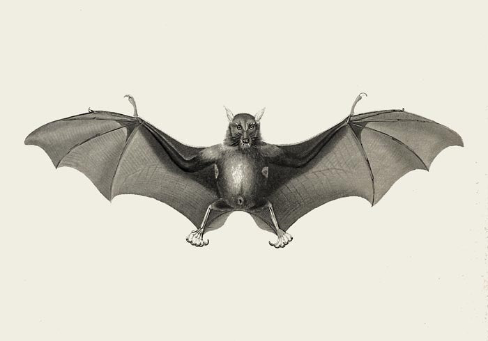 Antique Big Bat Poster – Fine Art Print UV-resistant Studio Print Berlin — Ansicht 3