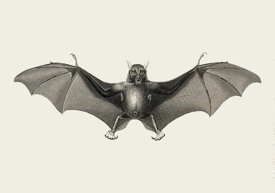 Antique Big Bat Poster – Fine Art Print UV-beständig Atelierdruck Berlin
