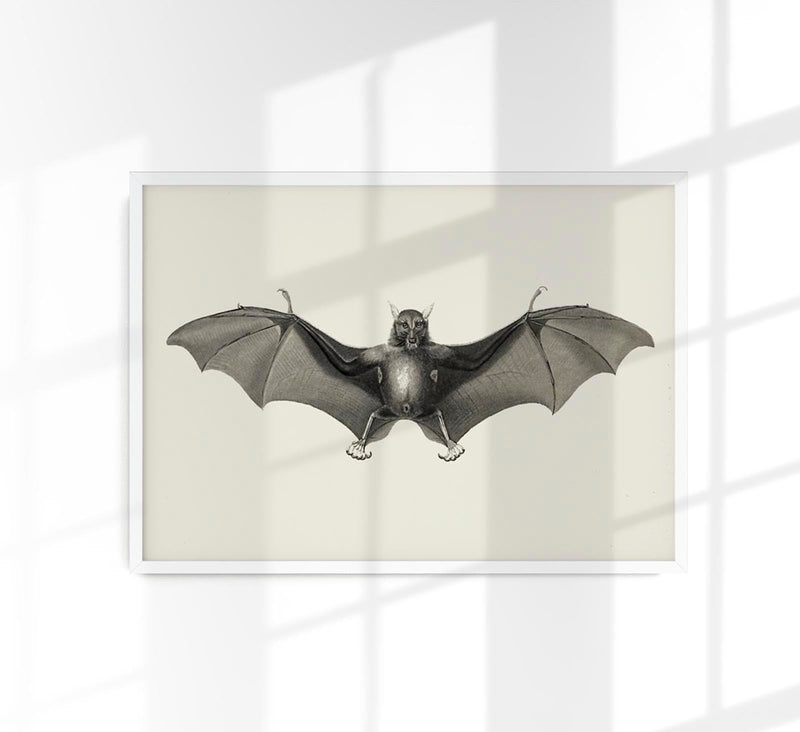 Antique Big Bat Poster – Fine Art Print UV-resistant Studio Print Berlin — Patroa Studio