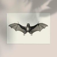Antique Big Bat Poster – Fine Art Print UV-resistant Studio Print Berlin — Ansicht 2