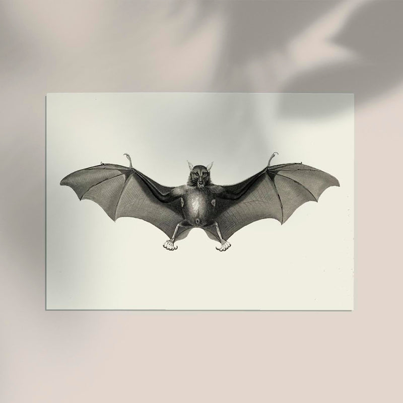 Antique Big Bat Poster – Fine Art Print UV-resistant Studio Print Berlin — Ansicht 2