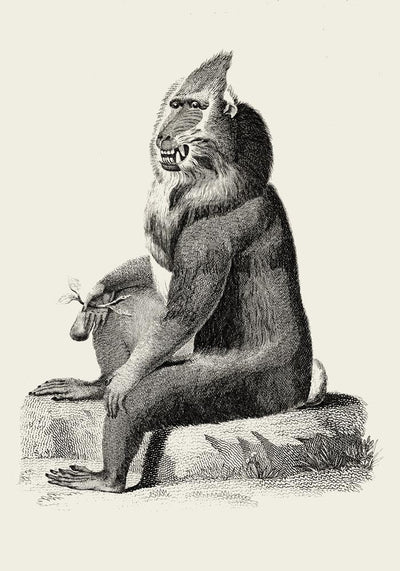 Baboon Poster – Archivpapier, Berlin