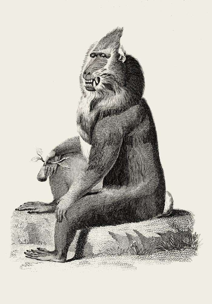 Baboon Poster – Archivpapier, Berlin — Ansicht 3