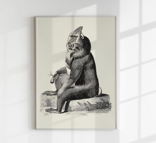 Baboon Poster – Archivpapier, Berlin