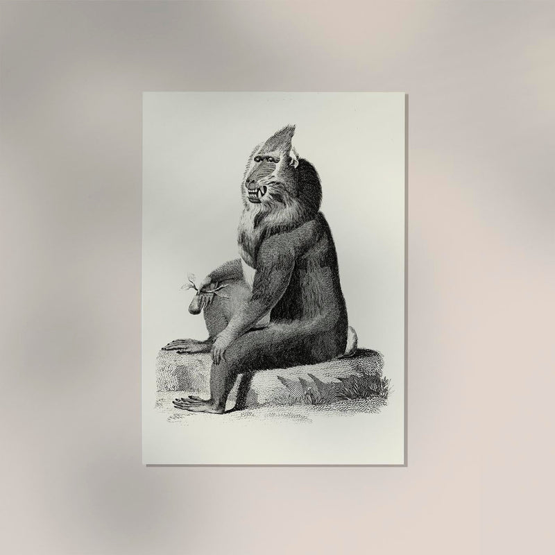 Baboon Poster – Archivpapier, Berlin — Ansicht 2