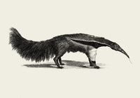 Antique Giant Anteater – Vintage Illustration Fine Art Print or Canvas — Ansicht 3
