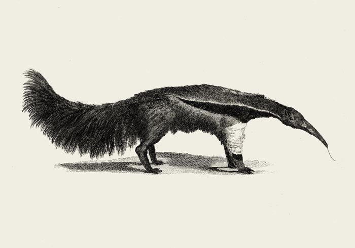 Antique Giant Anteater – Vintage Illustration Fine Art Print or Canvas — Ansicht 3