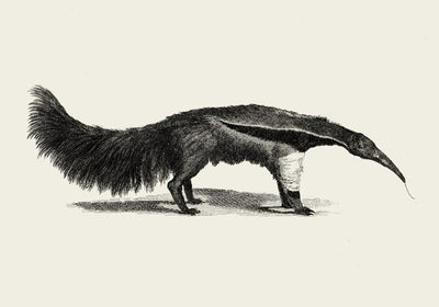 Antique Giant Anteater – Vintage Illustration Fine Art Print oder Canvas