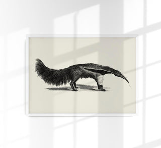 Detailreiche Vintage-Illustration eines Giant Anteater (Ameisenbär) im naturkundlichen Stil als Kunstdruck in verschiedenen Größen, ohne Rahmen.
