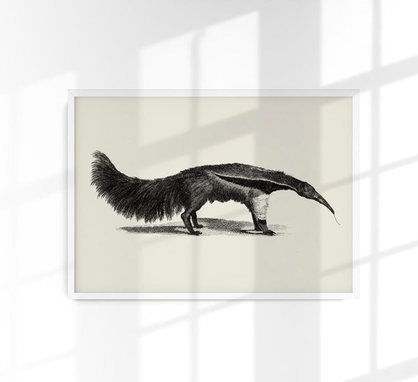 Antique Giant Anteater – Vintage Illustration Fine Art Print oder Canvas