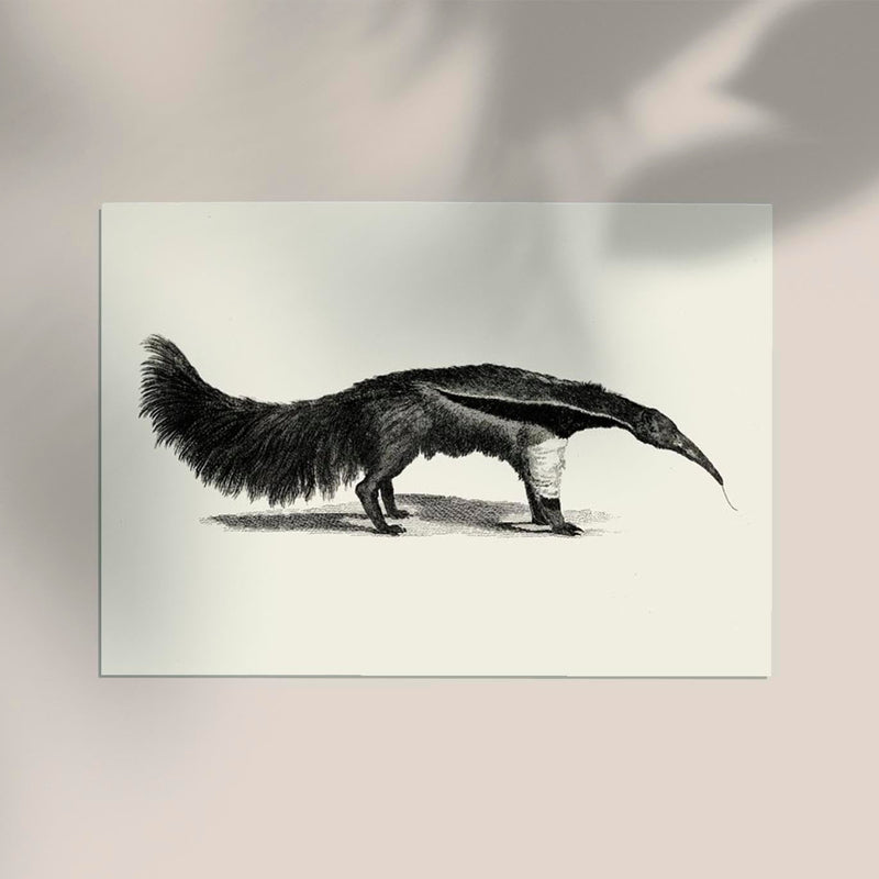 Antique Giant Anteater – Vintage Illustration Fine Art Print or Canvas — Ansicht 2