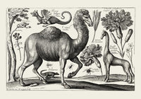 Camel Engraving Poster - Fine Art Print on Archival Paper — Ansicht 3