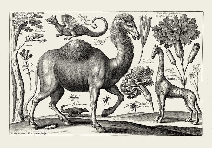 Camel Engraving Poster - Fine Art Print on Archival Paper — Ansicht 3