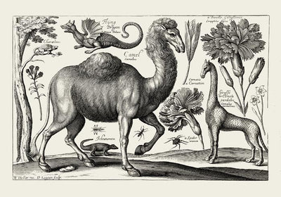 Camel Engraving Poster - Fine Art Print on Archival Paper