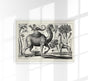 Camel Engraving Poster - Fine Art Print on Archival Paper