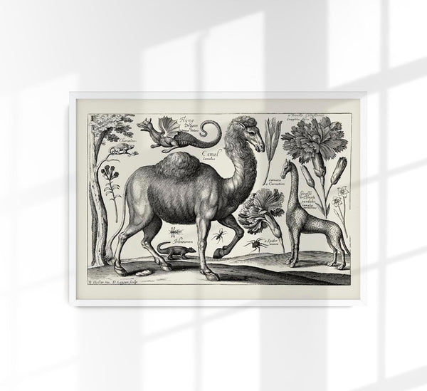 Camel Engraving Poster - Fine Art Print on Archival Paper