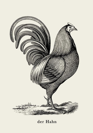 Antique Red Rooster Poster – Vintage Illustration | Fine Art Print | Canvas Option