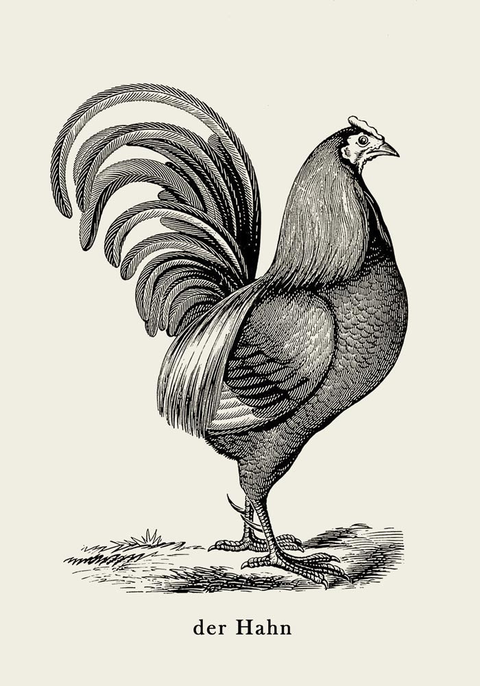 Antique Red Rooster Poster - Vintage Illustration Fine Art Print — Ansicht 3